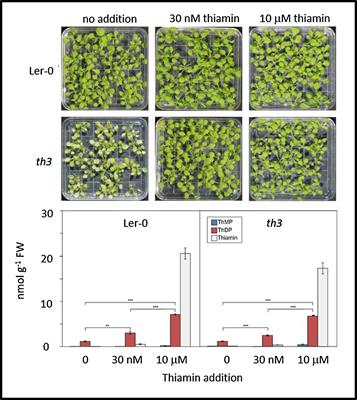 The Thiamin-Requiring 3 Mutation of Arabidopsis 5-Deoxyxylulose-Phosphate Synthase 1 Highlights How the Thiamin Economy Impacts the Methylerythritol 4-Phosphate Pathway